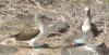 Blue-Footed Boobie Salsa Dance