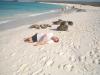 Sea Lion Siesta