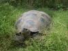 Tortoise in the Grass