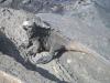Marine Iguana