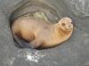 Sea Lion in a Hole