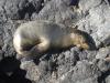 Furry Sea Lion