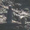 Penguins at the Equator