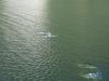 Dusky Dolphins in Doubtful Sound