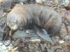 Seal on a Bed of Seaweed