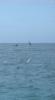 Dolphin Somersaults