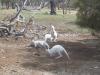 Rare White Kangaroos