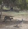 Standard Issue Australia Kangaroo Picture