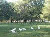 Cockatoos