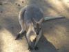 Wallaby from Above