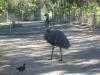 Emu