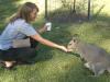 Feeding the Wallabies