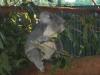 Koala Eating