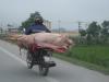 Hog Tied on a One-Way Ride