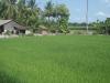 Mekong Delta Rice Field