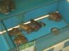 Wal*Mart--Always Low Prices--For Frogs!