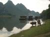 Water Buffalo at Puyi Village