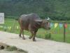 Water Buffalo Crossing