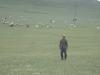 Man in Field with Sheep and Telephone Pole