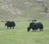 Yaks
