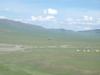 Herds on the Steppe
