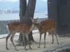 Deer Kiss