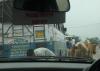 Follow that Cow!