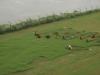 Taj Lawn Crew