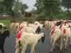 Sheep Roundup