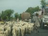 Sheep Traffic Jam