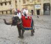 Elephant Ride