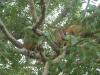 Monkey Tree