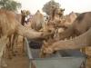 Camel Feeding Trough